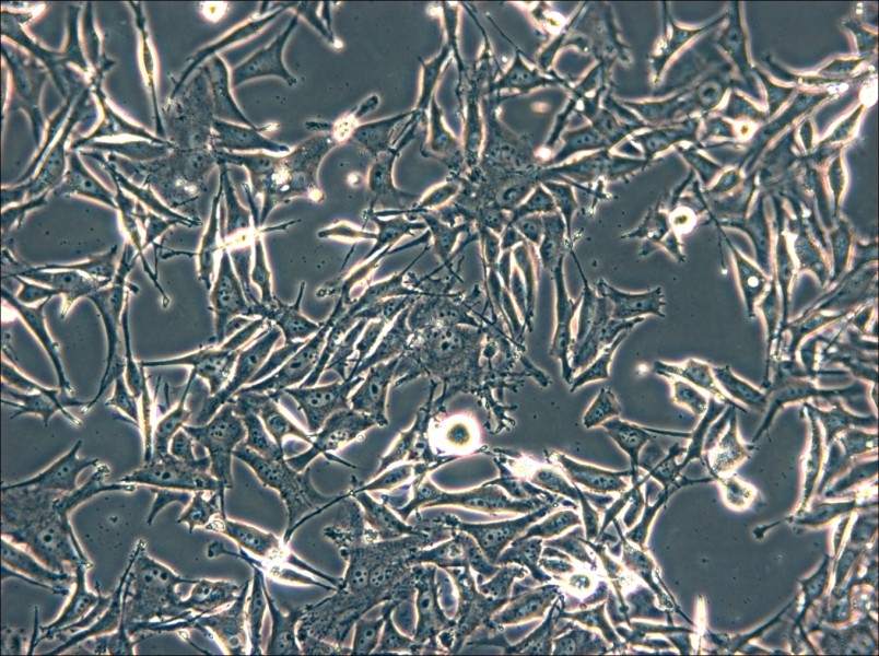 SK-MEL-2 Cell Complete Medium - 5