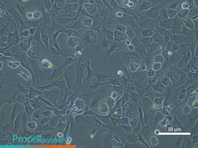 Rat Endplate Chondrocyte Complete Medium - small - 4