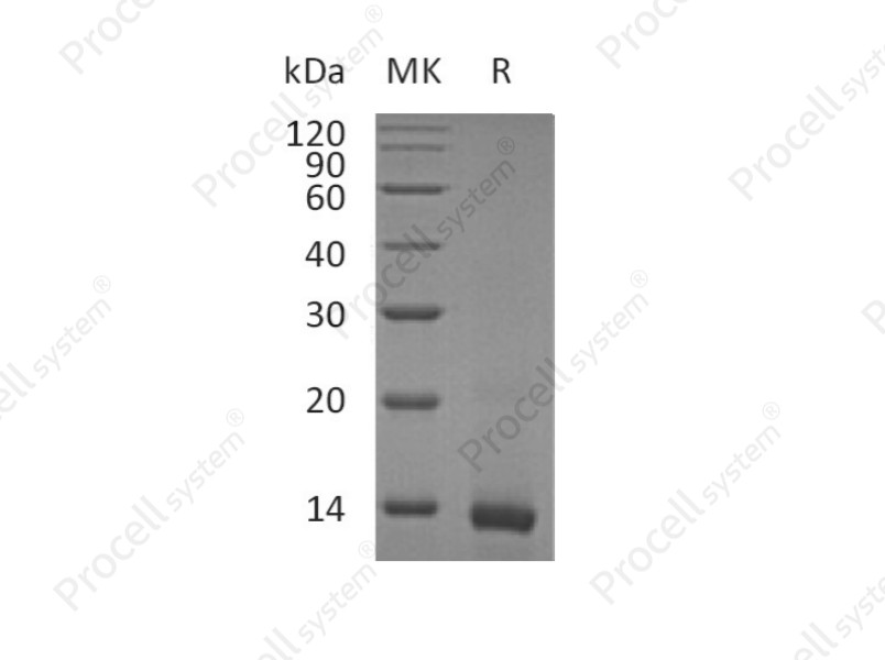 IL-4/BSF-1, Mouse, Recombinant
