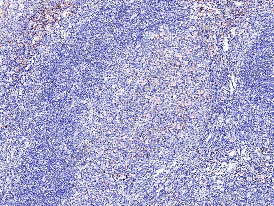Recombinant 2B4/CD244 Monoclonal Antibody - 1