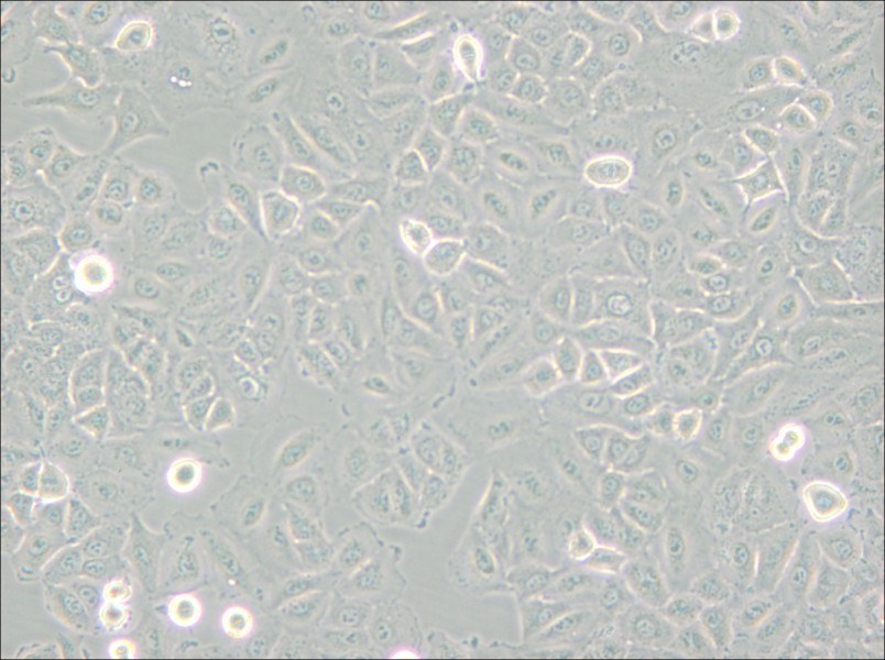 A549 [A-549] Cell Complete Medium - 5