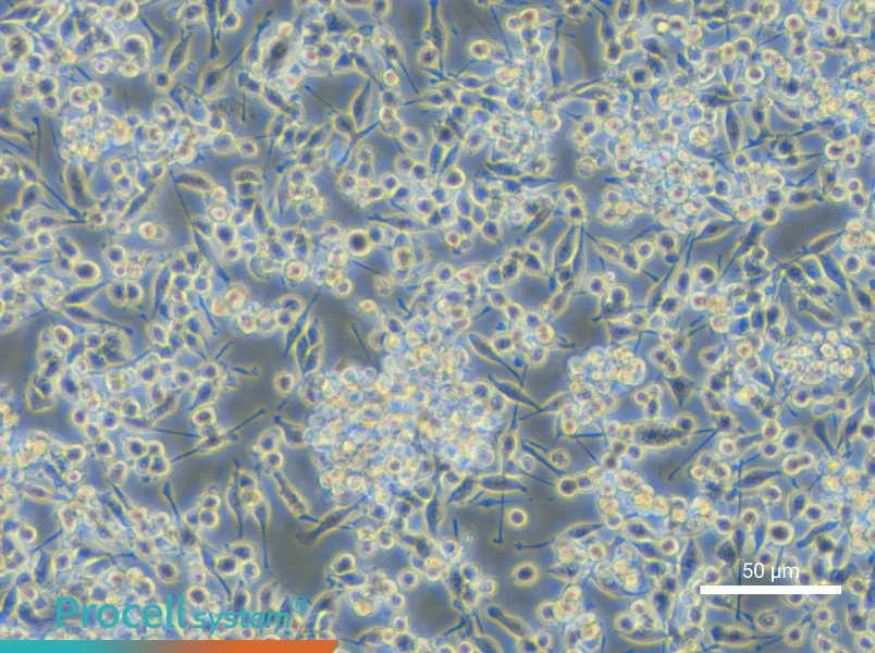 BV2-EGFP Cell Complete Medium - 6