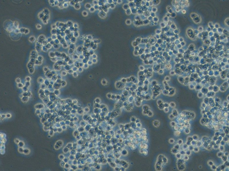 GH3 Cell Complete Medium - 5