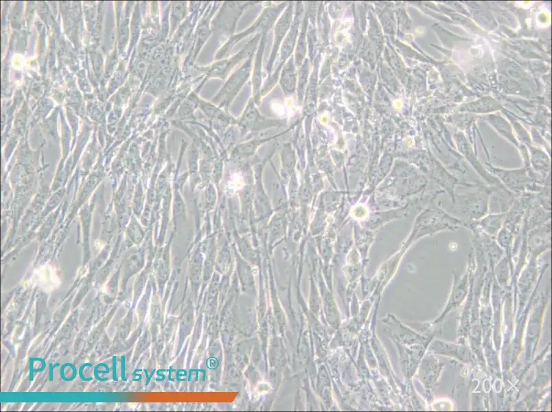 U-118 MG Cell Complete Medium - small - 6