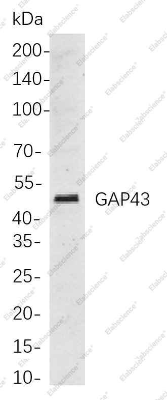 Recombinant GAP43 Monoclonal Antibody - 1