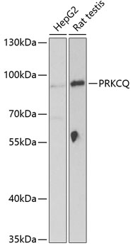 Western blot analysis of extracts of various cell lines using PRKCQ Polyclonal Antibody at 1:1000 dilution.