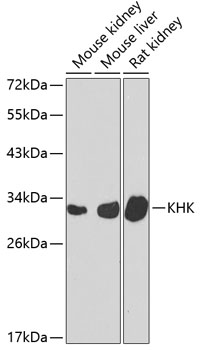 Western blot analysis of extracts of various cell lines using KHK Polyclonal Antibody at 1:1000 dilution.