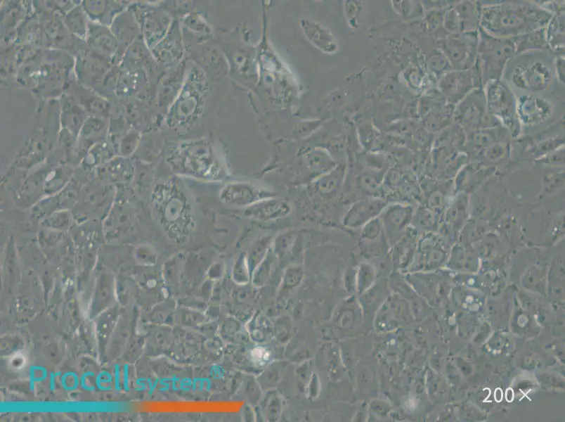 NCI-H1666 Cell Complete Medium - 5