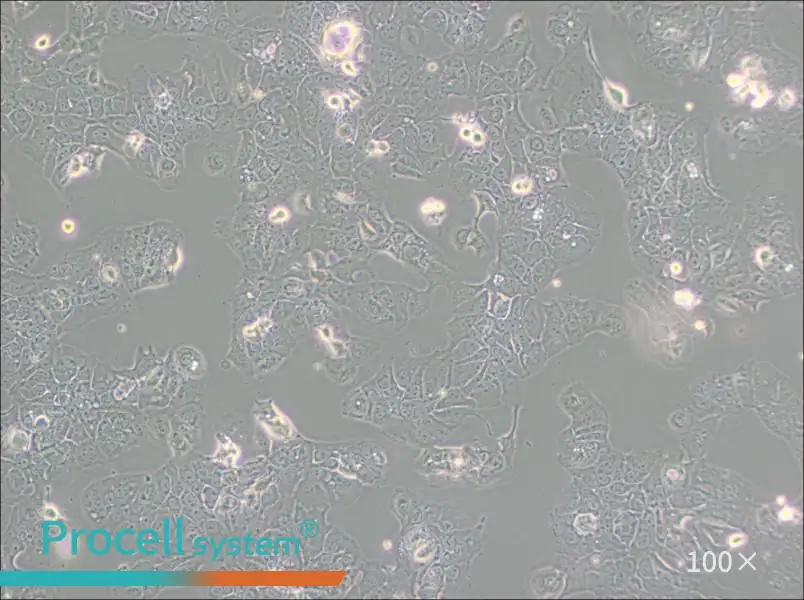 HT-1376 Cell Complete Medium - 3