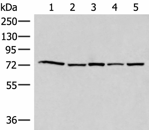 Western blot analysis of 293T Hela HepG2 231 and TM4 cell lysates  using ATMIN Polyclonal Antibody at dilution of 1:500