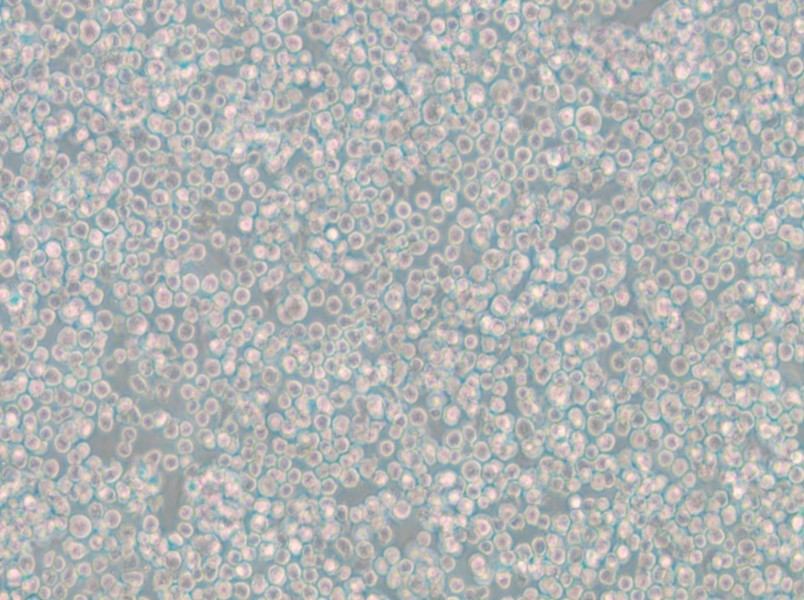 WIL2 S Cell Complete Medium - small - 6