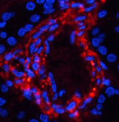 Immunofluorescence analysis of Human kidney tissue using Phospho-Catenin beta (Ser37) Polyclonal Antibody at dilution of 1:200