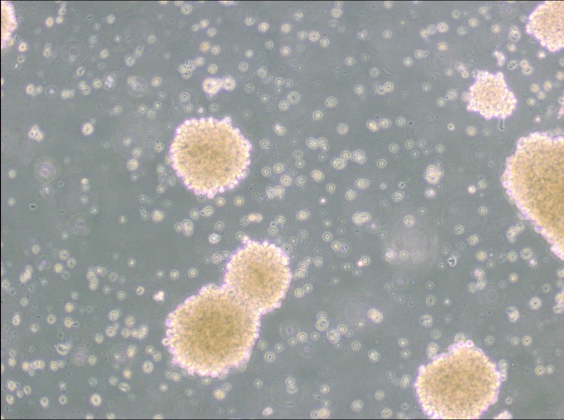 NK-92 Cell Complete Medium - 3