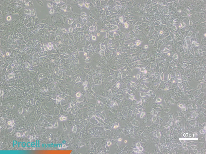 BHT101BHT101 - 2