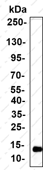 Recombinant Histone H3 (Citrulline Arg8) Monoclonal Antibody - 1