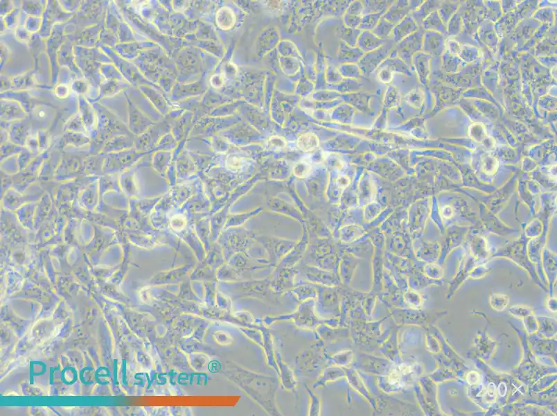 RD Cell Complete Medium - small - 5