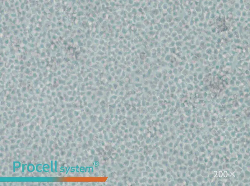 IM-9 Cell Complete Medium - small - 6