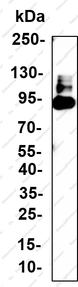 Recombinant TIM 3 Monoclonal Antibody - 1