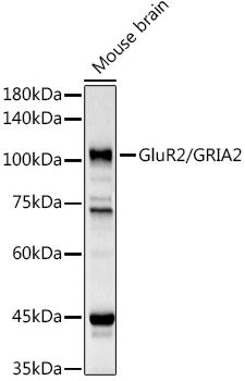 Western blot analysis of extracts of Mouse brain using GluR2/GRIA2 Polyclonal Antibody at 1:1000 dilution.