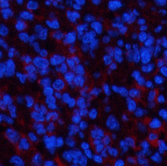 Immunofluorescence analysis of Mouse spleen tissue using PPARD Monoclonal Antibody at dilution of 1:200.