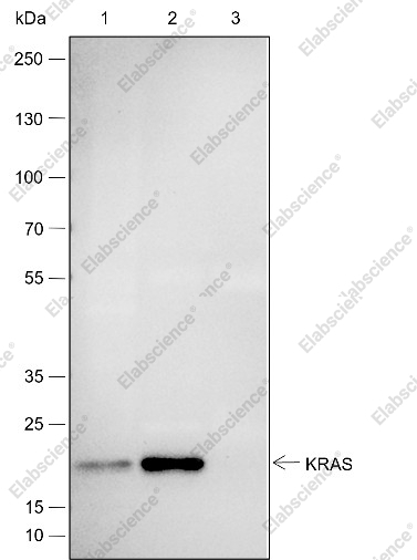 Recombinant KRAS Monoclonal Antibody - 3