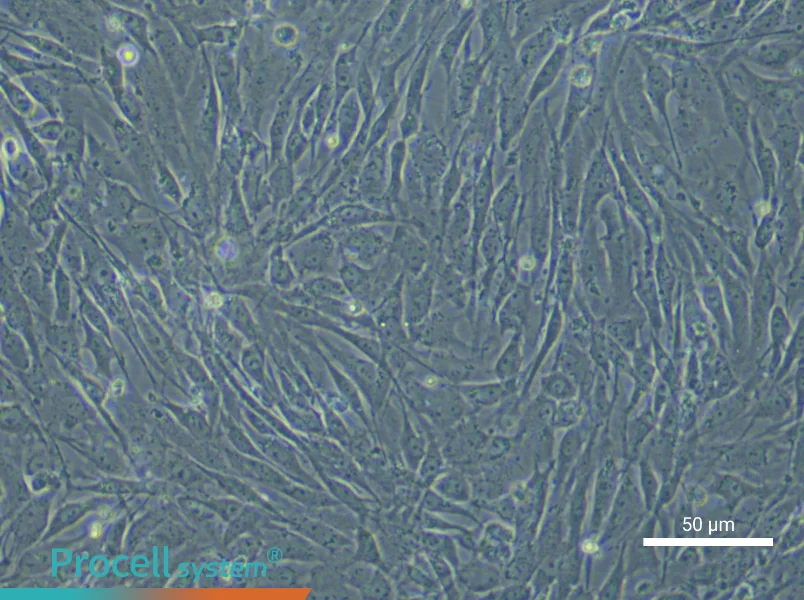 Human Bone Marrow Mesenchymal Stem Cell Complete Medium - small - 6