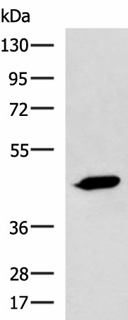 Western blot analysis of A431 cell lysate  using ASB10 Polyclonal Antibody at dilution of 1:800