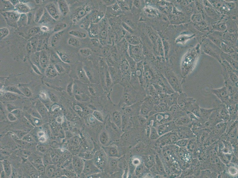 NCI-H1666 Cell Complete Medium - 4