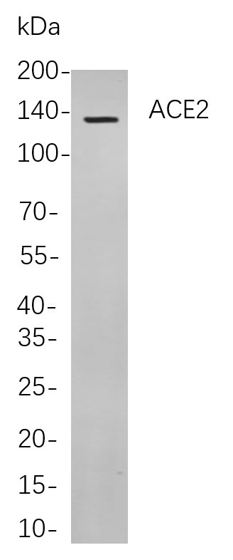 Recombinant ACE2 Monoclonal Antibody-searchlist-1