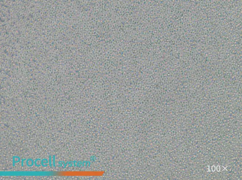 EOL-1 Cell Complete MediumEOL-1 Cell Complete Medium - 3