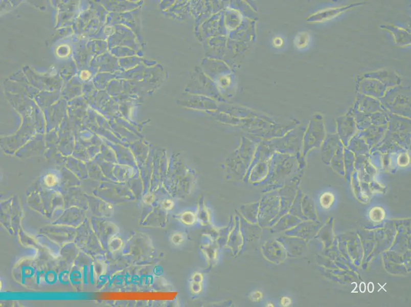 HCCLM3 Cell Complete Medium - small - 6