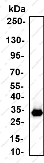 Recombinant 14-3-3 β Monoclonal Antibody - 3