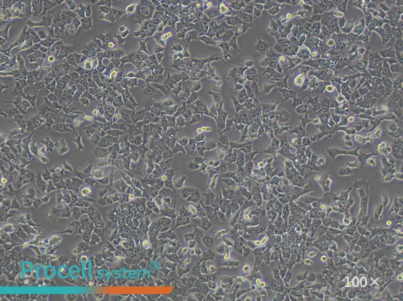 Hepa 1-6 Cell Complete Medium - 3