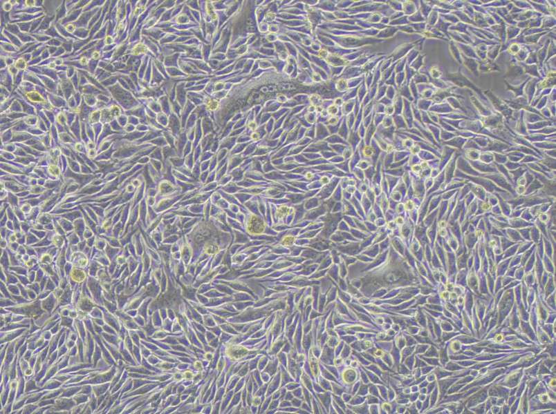 MP41 Cell Complete Medium-searchlist-1