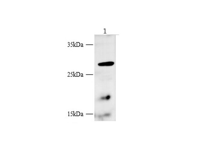 Western blot with Flt3 Polyclonal antibody at dilution of 1:1000.lane 1:K562 whole cell lysate