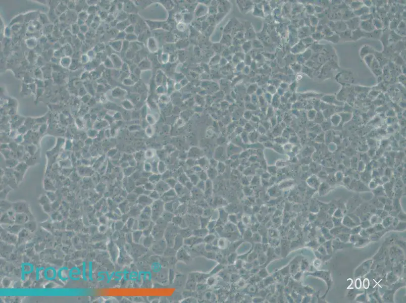 RPMI-2650 Cell Complete Medium - 4