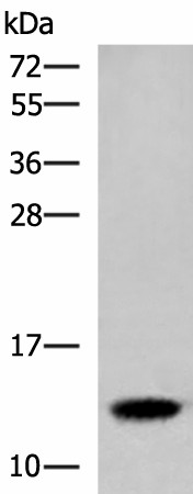 Western blot analysis of Human placenta tissue lysate  using HBE1 Polyclonal Antibody at dilution of 1:300