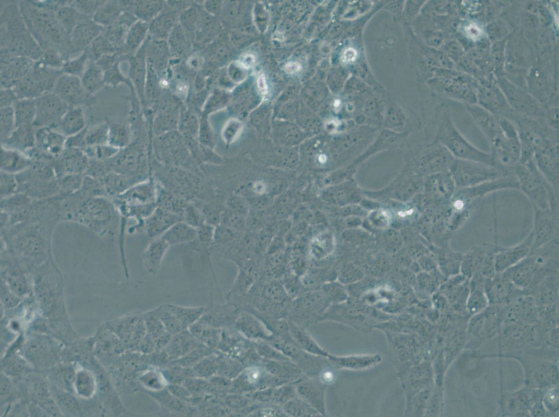 WI-38 VA-13 subline 2RA Cell Complete Medium - 4