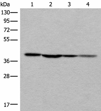 Western blot analysis of 293T 231 and Hela cell lysates  using ROM1 Polyclonal Antibody at dilution of 1:400