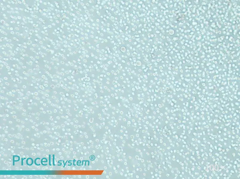 LAMA-84 Cell Complete MediumLAMA-84 Cell Complete Medium - 2