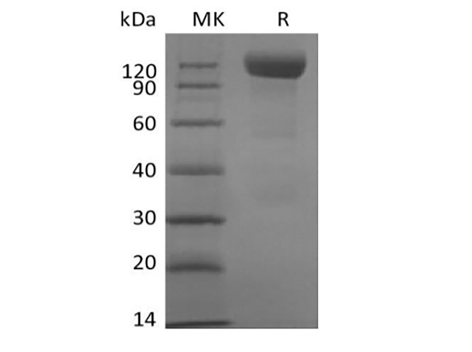 Immobilized Anti-Human Siglec10 mAb at 2ug/ml (100 ul/well) can bind Human Siglec-10-mFc(Cat#PKSH033911). The ED50 of Human Siglec-10-mFc is 18.16 ng/ml.