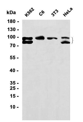 Recombinant IFNAR1 Monoclonal Antibody - 1