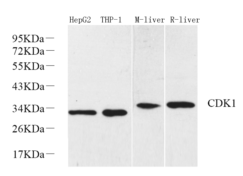 Western Blot analysis of various samples using CDK1 Polyclonal Antibody at dilution of 1:1000.