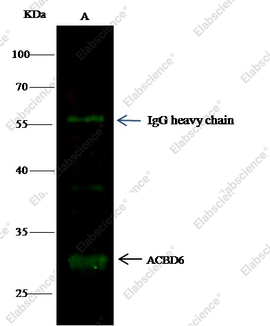ACBD6 Monoclonal Antibody - 1