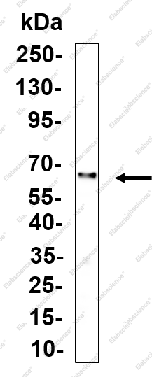 Recombinant TRF1 Monoclonal Antibody - 1