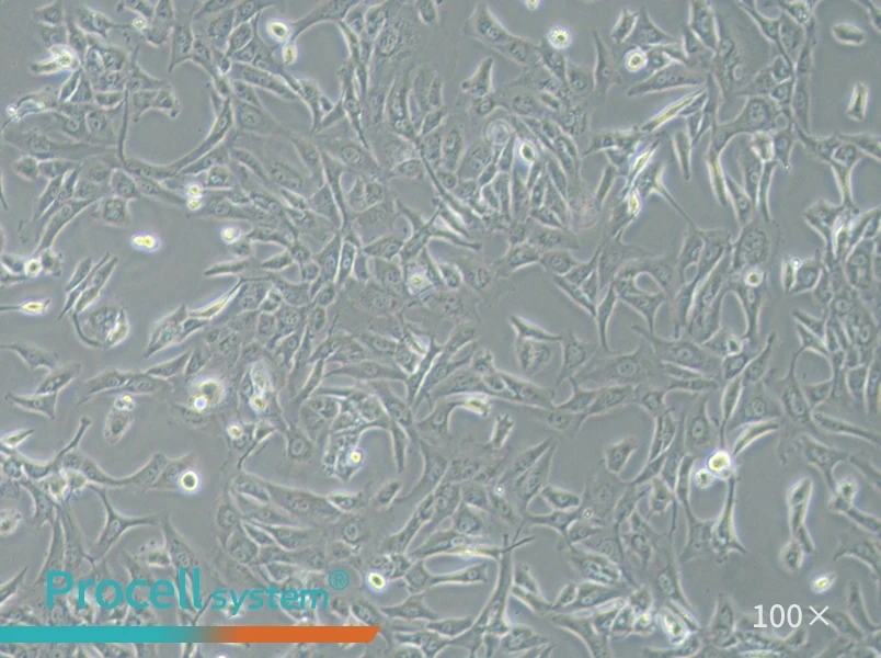 SW 1353 (L15) Cell Complete MediumSW 1353 (L15) Cell Complete Medium - 2