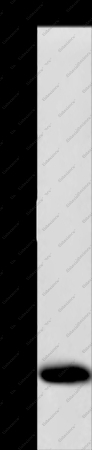 COX6B1 Polyclonal Antibody - 1