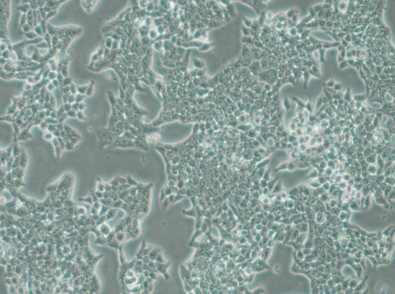 SW620 (DMEM) Cell Complete Medium - small - 6