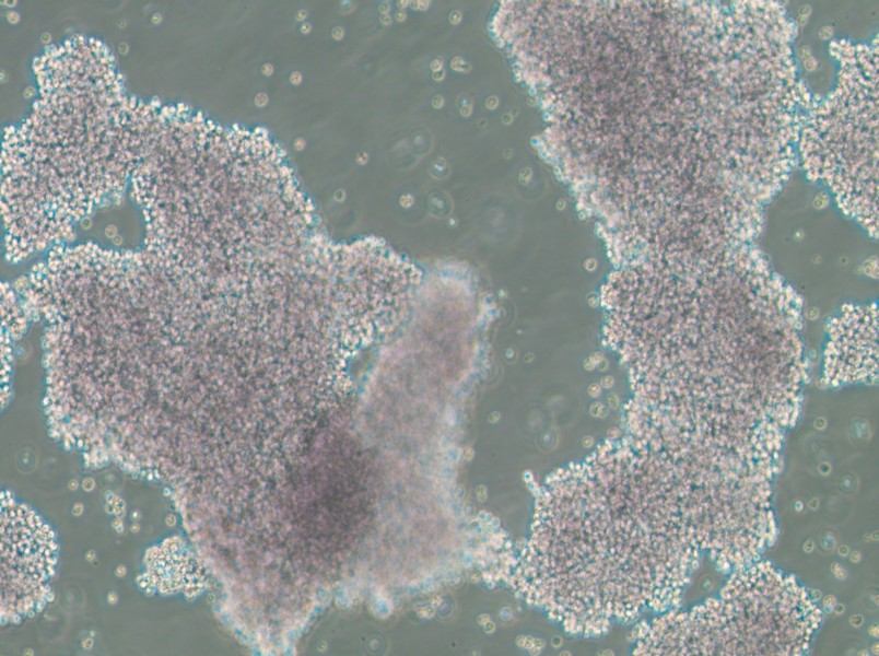 NCI-H1417 Cell Complete Medium - 3