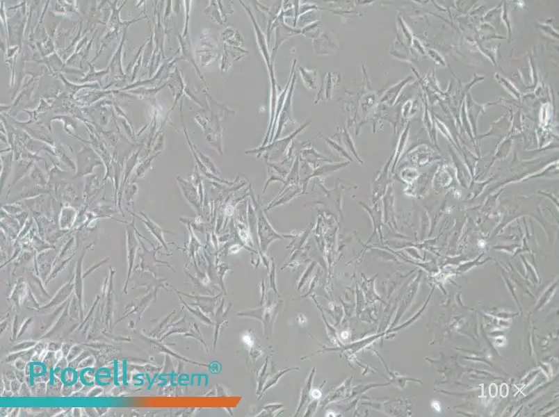 NCI-H1648 Cell Complete Medium - 1